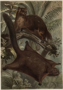 Taguan (Flying ekorn) (familie Sciuridae) - Ekorn (flygende ekorn) - gravering fra "" Brehms Dyreliv"" av Alfred Edmund Brehm (1829-1884) av Unknown artist