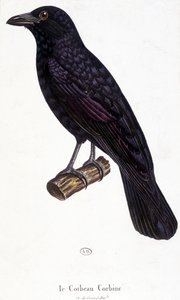 The Corbine Raven - naturhistorisk styre av Unknown artist