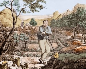 The Gardener of St Helena - Napoleon i eksil på St Helena, gravering av Unknown artist