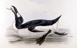 Kjempepingvinen (Alca Impennis) - i fuglene i Europa» av John Gould, London av Unknown artist