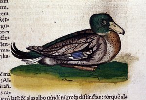 The Harle in History of Animals av Conrad Gesner (1516 - 1565), Tiguri av Unknown artist