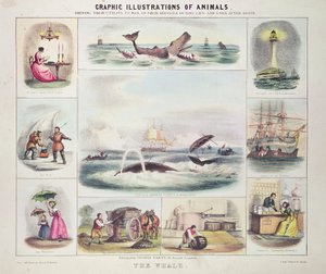 Hvalen, fra grafiske illustrasjoner av dyr, designet og gravert av W. Hawkins, utgitt av Thomas Varty (gravering) av Unknown artist