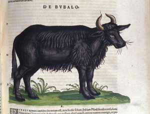 Bøffelen etter Historia animalium av Konrad Gesner, Tiguri av Unknown artist