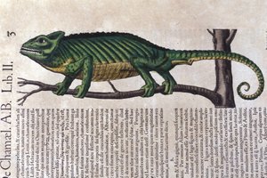 Kameleonen etter Historia animalium av Konrad Gesner, Tiguri av Unknown artist