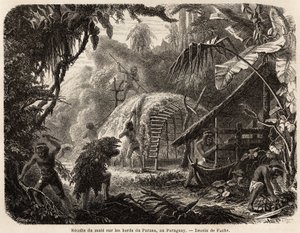 Samlingen av matte på bredden av Parana, infusjonen av dette aromatiske bladet er den vanlige søramerikanske drinken, tegnet av Fuchs, for å illustrere reisen til Paraguay, fra 1844 til 1847, av Dr. Alfred Demersay. Gravering i "" Le tour du mond av Unknown artist