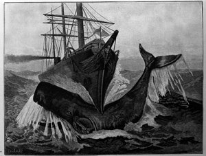 Kollisjonen mellom en båt og en sovende hval. av Unknown artist