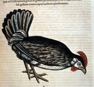 Tamhøna etter Historia animalium av Konrad Gesner, Tiguri av Unknown artist