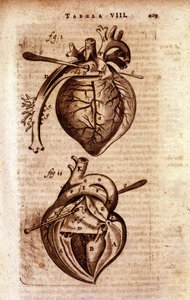 Hjertet i Bartholins "Anatomy"" av Unknown artist