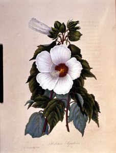 Ibiskusen. Botanisk bord. av Unknown artist