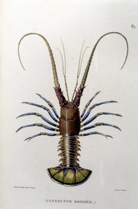 Hummeren. 1800-tallet av Unknown artist