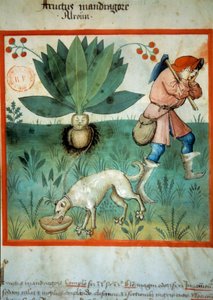 Mandrake. Medisinplante som ofte har blitt tilskrevet ekstraordinære magiske dyder. Belysning fra melking av medisin og diett "" Tacuinum sanitatis"" av Unknown artist