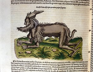 Manticore fra Historia Animalium av Conrad Gesner, Tiguri 1560. Biblioteca Nazionale Braidense. Milan av Unknown artist