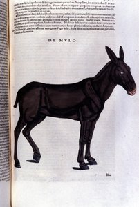 Multen etter Historiae animalium av Konrad Gesner, Tiguri av Unknown artist