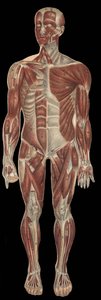 The muscles of the head, trunk and extremities on the anterior part of the body.in “” The new natural medication”” by F.E. Bilz.1898. av Unknown artist