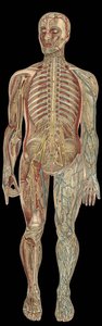 The nervous system.board in” The new natural medication”” by F.E. Bilz.1898. av Unknown artist