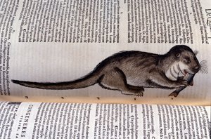 Oteren - Historia Animalium av Conrad Gesner (1516 - 1565), Tiguri av Unknown artist