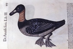 Rødhalsanden etter Historia animalium av Konrad Gesner, Tiguri av Unknown artist