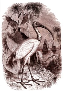 Egypternes hellige ibis av Unknown artist