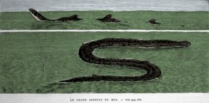 Sjøslangen observert i 1872 i Meridional Atlanterhavet. av Unknown artist