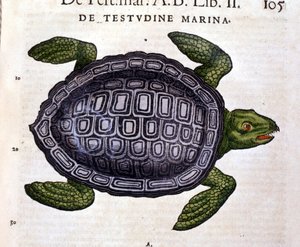 Havskilpadden, ifølge Historia Animalium til Conrad Gesner, Tiguri 1560 av Unknown artist