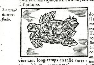 Havskilpadden, etter avhandlingen til Gerolamo Cardano (Cardanus Hieronymus) (Cardan) "" De la subtlite"", trykt i Rouen i 1642. av Unknown artist