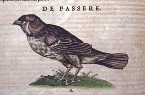 Spurven i Historia Animalium av Conrad Gesner (1516 - 1565), Tiguri av Unknown artist