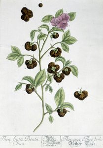 Teplanten Frutex Bontii - botanisk bord av Unknown artist