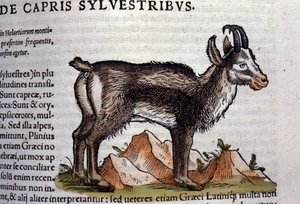 Villgeiten etter Historia animalium av Konrad Gesner, Tiguri av Unknown artist