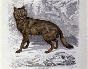 Ulven. Plate hentet fra en Natural History Treat of "" Works of Buffon"" av naturforsker Georges Louis Leclerc, greve av Buffon (1707 - 1788). 1800-tallet av Unknown artist