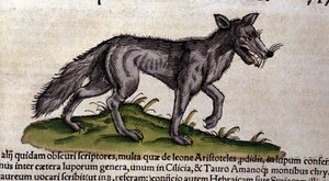 The Wolf After The History of Animals av Conrad Gesner, Tiguri 1560. Biblioteca Nazionale Braidside. Milan av Unknown artist