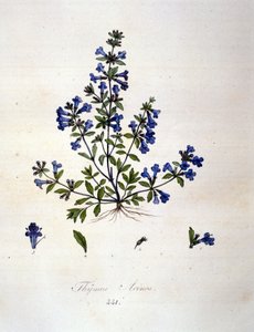Timian. 1800-talls gravering. av Unknown artist