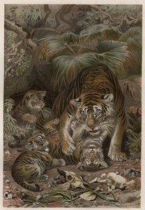 Tiger med tigroner - Tiger (Panthera tigris) med unger - gravering fra "" Brehm