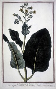 Tobakksblad og blomst (Nicotiana Minor) i et herbarium fra 1800-tallet. av Unknown artist