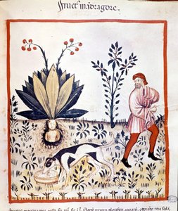 Avhandling om medisin 1300-tallet. Hent Mandrake. Biblioteca Nazionale Braidense. Milan av Unknown artist