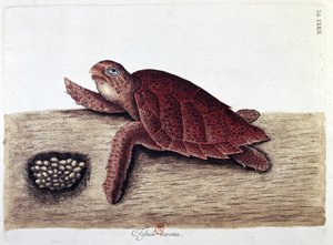 Skilpadde og eggene - naturhistorisk styre, B.N. av Unknown artist