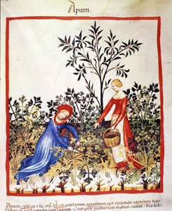 To kvinner plukker persille. Belysning fra melking av medisin og diett "" Tacuinum sanitatis"" av Unknown artist