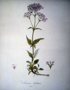 Valeriana lilla eller Valeriana tripteris. Herbarium fra 1800-tallet. av Unknown artist