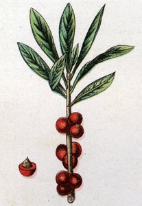 Venenous botanical plants: Daphne Mezereon. Engraving in “” The natural medication””, by Friedrich Eduard Bilz (1842-1922) av Unknown artist