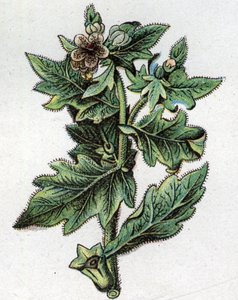 Venenøse botaniske planter: opptil. Gravering i "" Den naturlige medisinen "", av Friedrich Eduard Bilz (1842-1922) av Unknown artist
