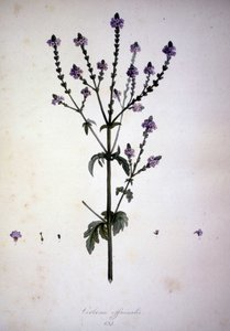 Verbena officinalis (Verbena officinale). Herbarium fra 1800-tallet. av Unknown artist