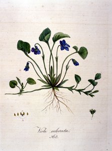 Fiolett. 1800-talls gravering. av Unknown artist