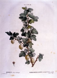 Hvit rips eller makrell: botanisk bord fra 1800-tallet. av Unknown artist