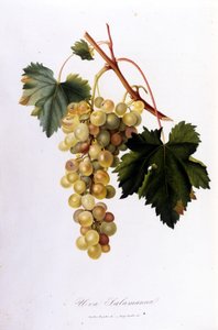 Hvite druer. 1800-talls gravering. av Unknown artist