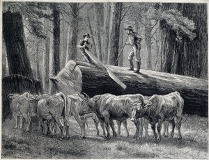 Trehoggere i en redwoodskog i California - gravering av Unknown artist