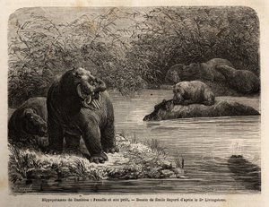 Zambesisk flodhest: kvinne og unge forfriskende i elven. Gravering for å illustrere Dr. Livingstones første reiser til Sør-Afrika fra 1840 til 1856, i «Le tour du monde, nouveau journal des voyages»» publisert under ledelse av Edouard Cha av Unknown artist