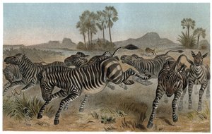 Zebre - Zebraer - Afrikanske hestefamilier (hestefamilie) - gravering fra "" Brehm