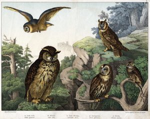 a: Guldugle (Bubo cowardus), b: Hulotte (katte-huant) (Asio-skall), c: Villugle (Syrnium aluco), d: Ugle (Strix flammea), e: Ugle (Atheneugle) - i "Natural" History of Birds", red. Hoepli, Milano av Unknown artist