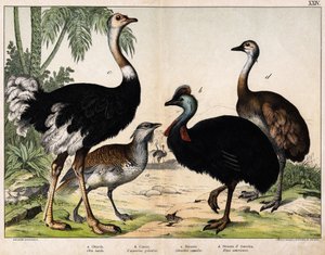 a: Grance bustard (Otis tarda), b: Casoar (Casarius galeatus), c: Afrikansk struts (Struthio camelus), d: Nandon (Rhea Americana) -I "" Natural History of Oideals", red. Hoepli, Milano av Unknown artist