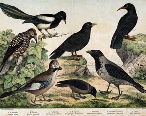 a: Mantelkråke (Corvus cornix), b: Vanlige spirer (Corvus monedula), c: Røykråke (Garrulus glaudarius), d: Spettet cassenoix (Nucifraga caryocatactes), e: Gulnebb Chocad (Pyrrohocorax alpinus), f: Rød -nebb (Pyrrhocorracorracorracorrax) x gracu av Unknown artist