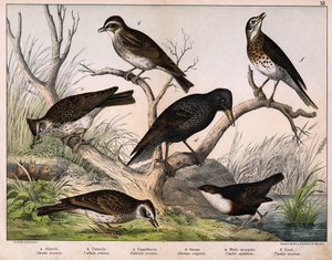 a: Nordlerke (Lark arvensis), b: Lulu lerke (Lullula arborea), c: Cappellaccia (Galerita cristata), d: Sansonnet star (Sturnus vulgaris), e: And (Cinclus aquaticus), f: Trost (Turdus musicus) - i "Fuglenes naturhistorie", red. Hoepli, Milano av Unknown artist